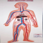 Human Circulatory System Model